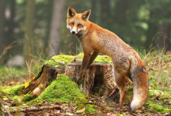 草原狐狸有哪些饮食习性，有哪些价值？