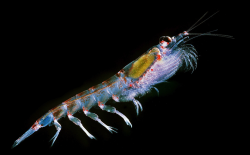<strong>南极磷虾如何进行繁殖，生长速度有多快？</strong>