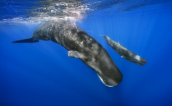 <strong>抹香鲸的下潜深度是多少，为什么不受海水压强影响？</strong>