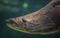 巨骨舌鱼一般能长多大，有哪些价值？