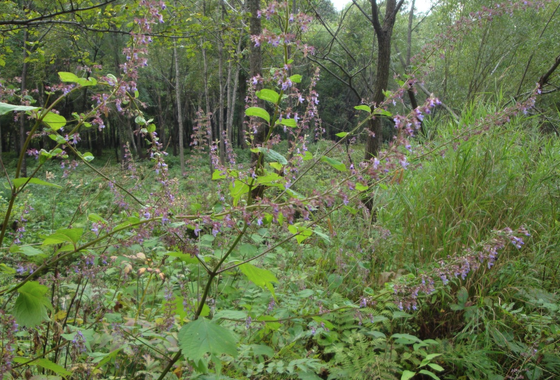 尾叶香茶菜主要分布在哪些地区，有什么特点?