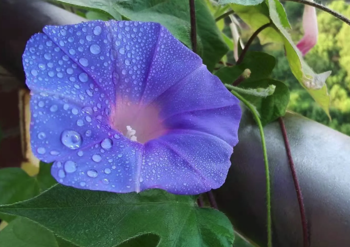 牵牛花籽可以食用吗，有哪些营养价值？