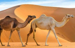 <strong>骆驼的寿命一般多久，骆驼肉有哪些营养价值？</strong>