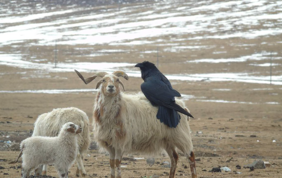 藏乌鸦有有哪些价值，会攻击牛羊等牲畜吗?