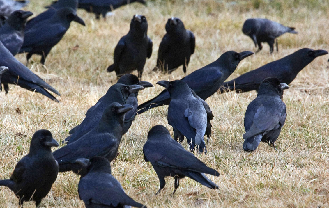 高原上的乌鸦有哪些特点，体型特征与普通乌鸦有什么区别？