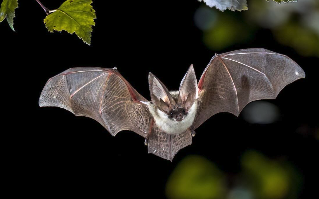 蝙蝠吸血的原因是什么，应该如何保护牲畜？