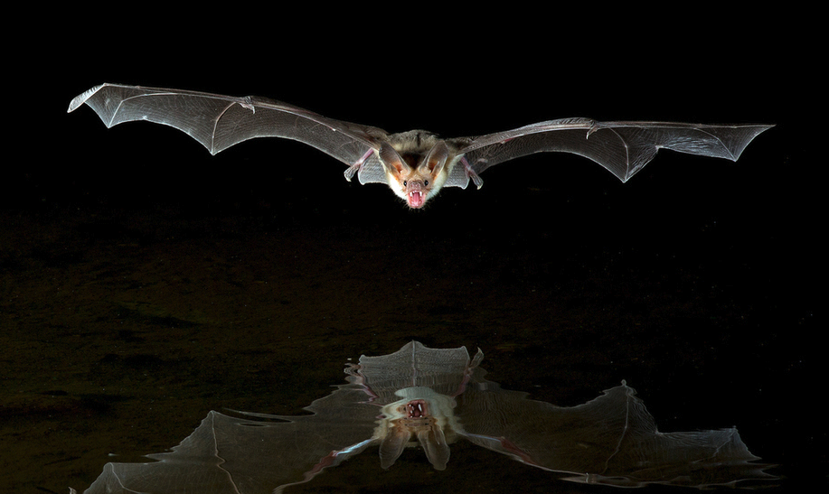 蝙蝠的视觉怎么样，它们如何捕食猎物？