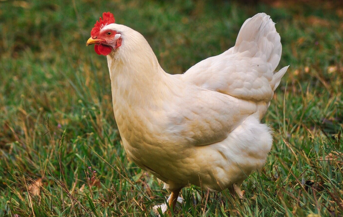 鸡感染葡萄球菌病产生耐药性应该如何处理？