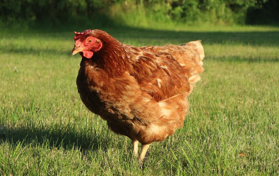 鸡感染葡萄球菌病产生耐药性应该如何处理？