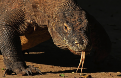 科莫多巨蜥有哪些形态特征，被咬了应该如何处理？