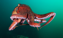 巨型热带章鱼有哪些形态特征，主要分布在哪些海域？