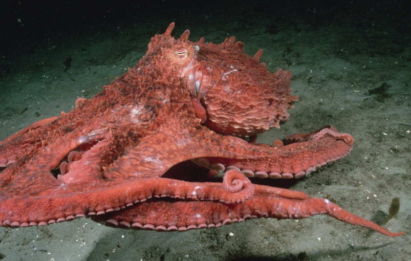 巨型热带章鱼有哪些形态特征，主要分布在哪些海域？