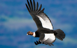 安第斯秃鹫有哪些形态特征，有什么样的捕食习性？
