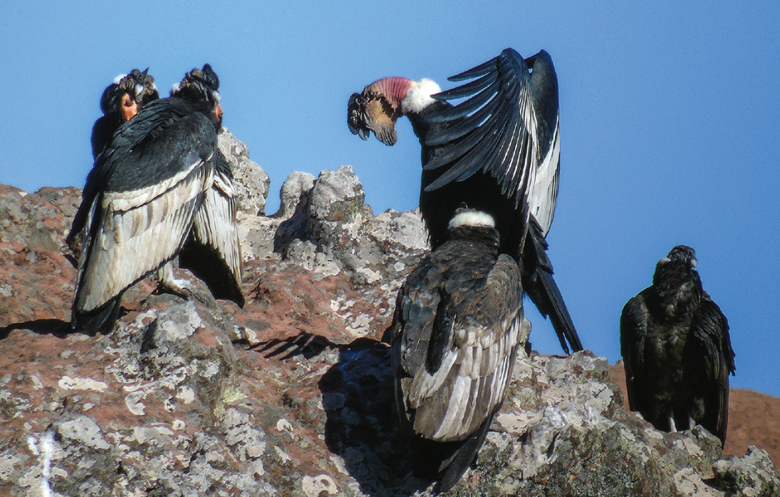 安第斯秃鹫有哪些形态特征，有什么样的捕食习性？