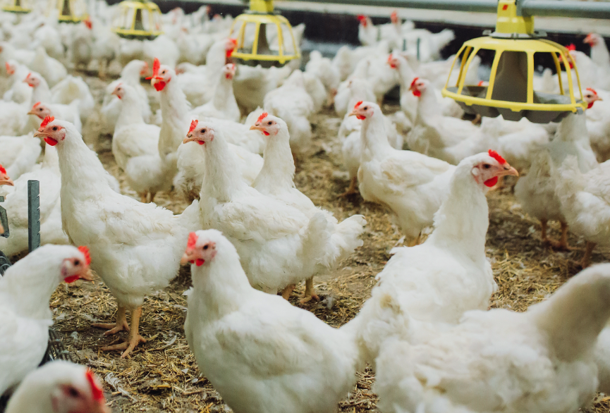 鸡感染了肉毒梭菌病有哪些症状，需要隔离吗？