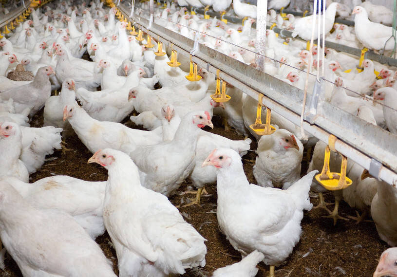 鸡感染了肉毒梭菌病有哪些症状，需要隔离吗？