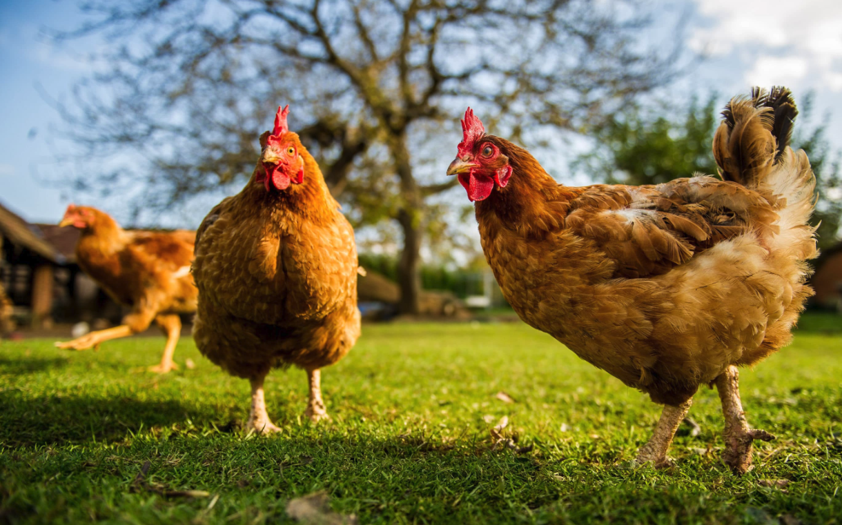 鸡饲料中可以加入蔬菜有哪些注意事项?