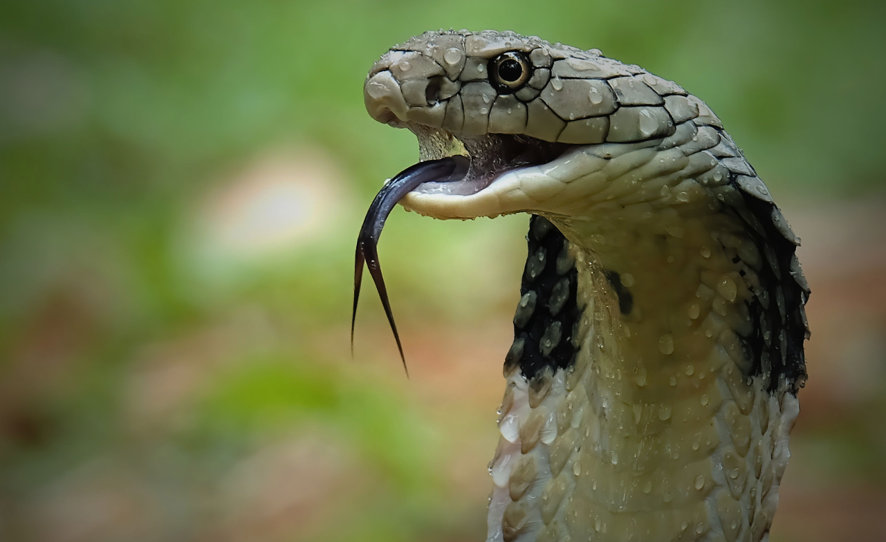 眼镜王蛇有哪些药用价值，如何进行饲养？