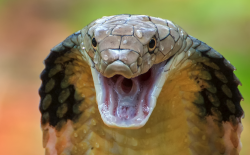 眼镜王蛇有哪些饮食习性，被攻击后应该采取什么措施？