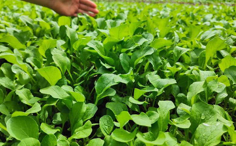 小白菜在种植过程中需要进行几次追肥?