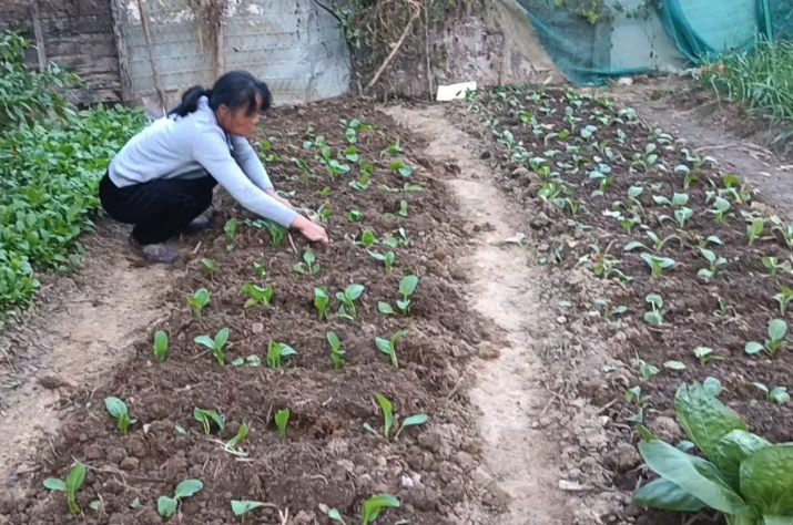 小白菜在种植前该如何处理耕地，有哪些方法?