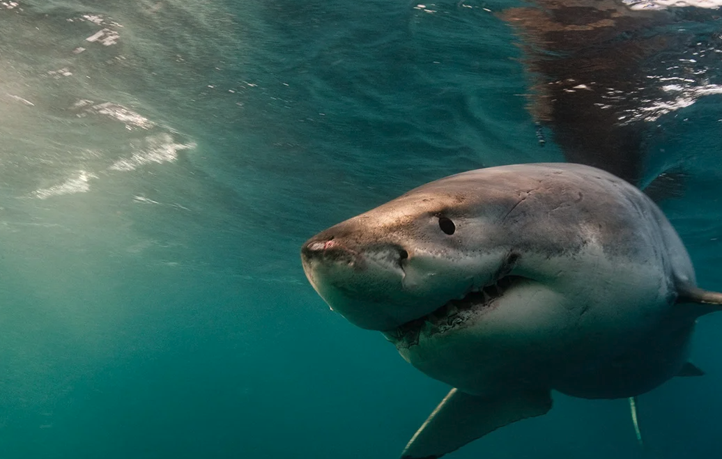 大白鲨的繁殖周期多久，可以生育多只幼鲨吗?