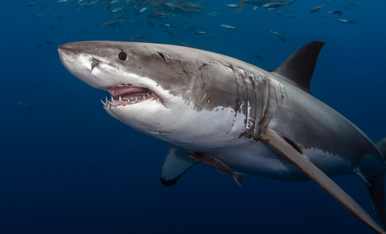 大白鲨的繁殖周期多久，可以生育多只幼鲨吗?