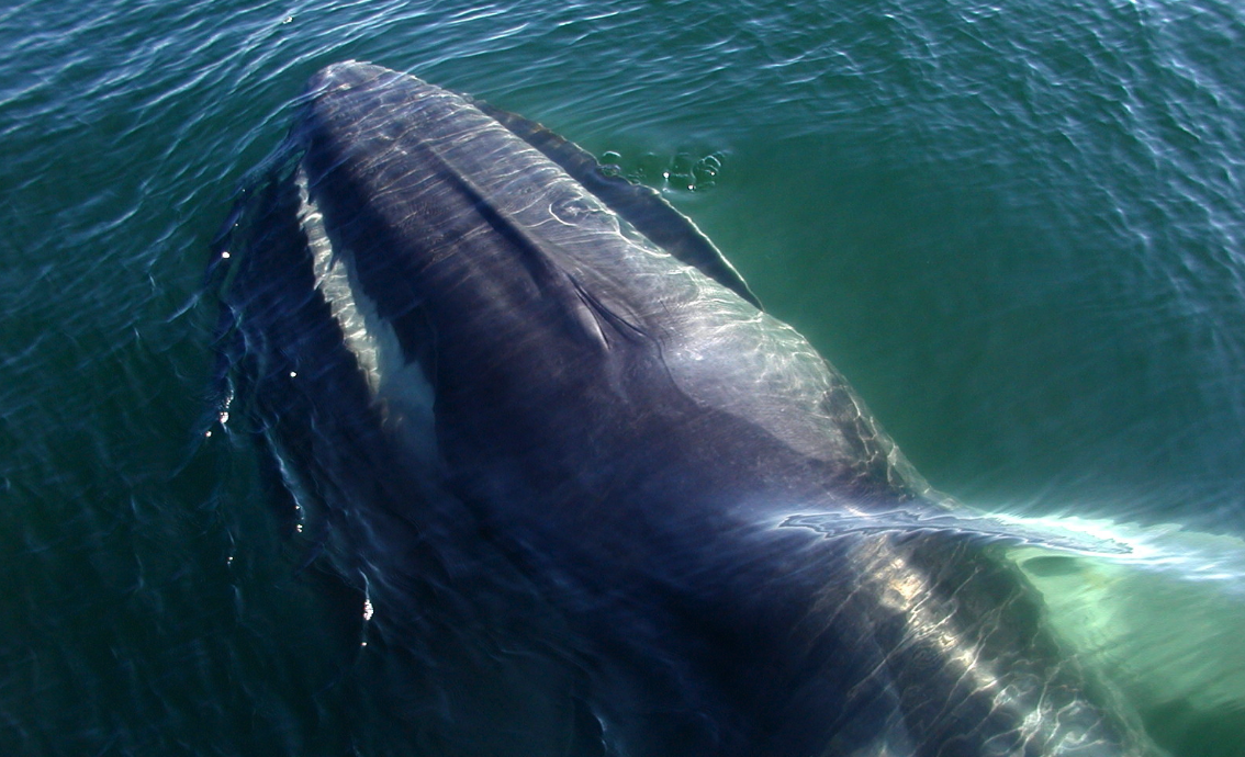 长须鲸有哪些饮食习性，主要分布在哪些地区？
