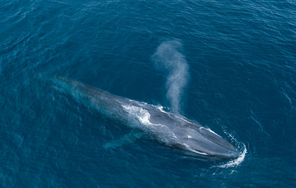 长须鲸的寿命有多久，有哪些形态特征？