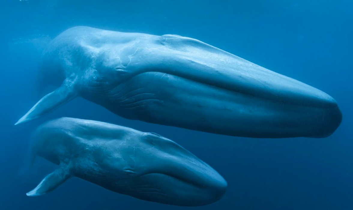 长须鲸的寿命有多久，有哪些形态特征？
