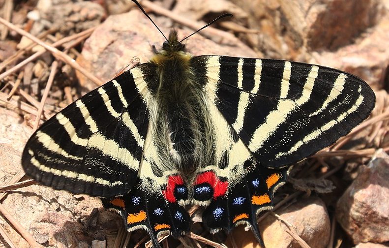 虎纹剑尾凤蝶有哪些形态特征，主要分布在哪些地区？