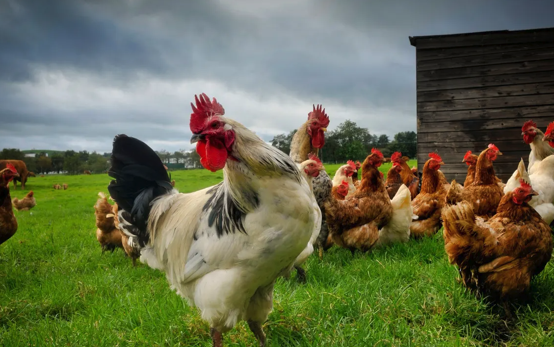 强力禽肾康是什么药物，能治疗鸡的什么疾病？