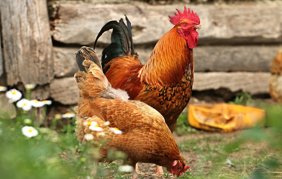 强力禽肾康是什么药物，能治疗鸡的什么疾病？