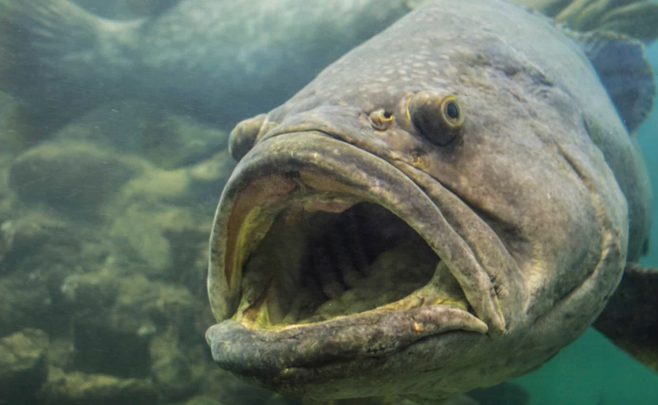 石斑鱼可以长多大，巨型石斑鱼有哪些经济价值？