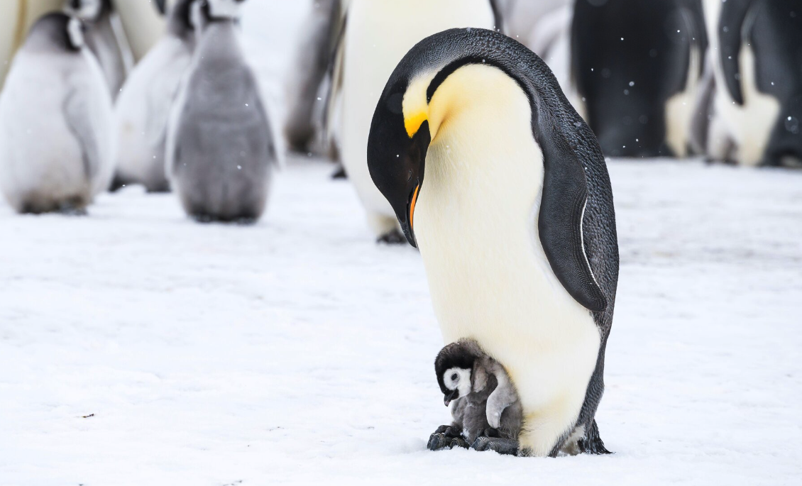 帝企鹅有哪些饮食习惯，对于环境和温度有哪些要求？