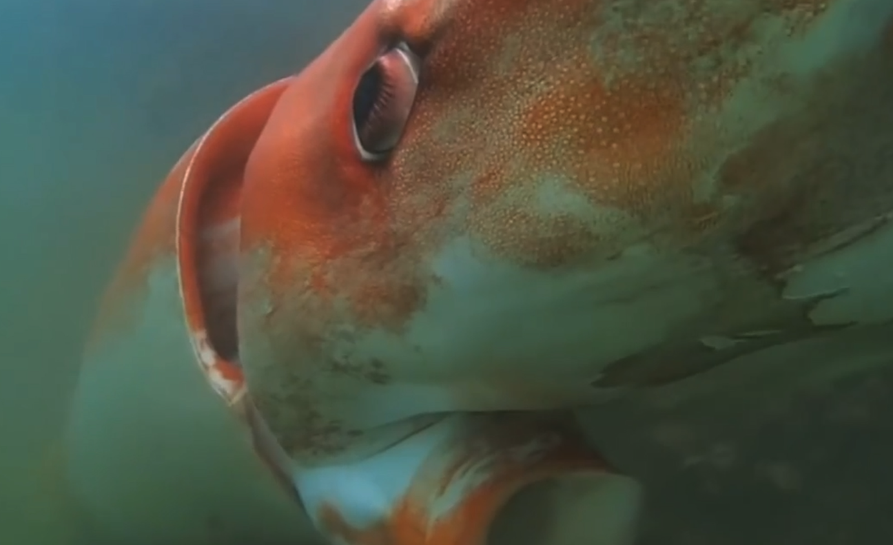 大王酸浆鱿生活在多深的海域，有哪些饮食习性？