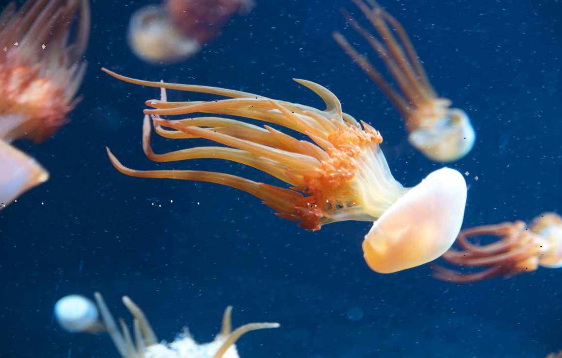 海蜇是什么生物，如何进行处理才能食用？