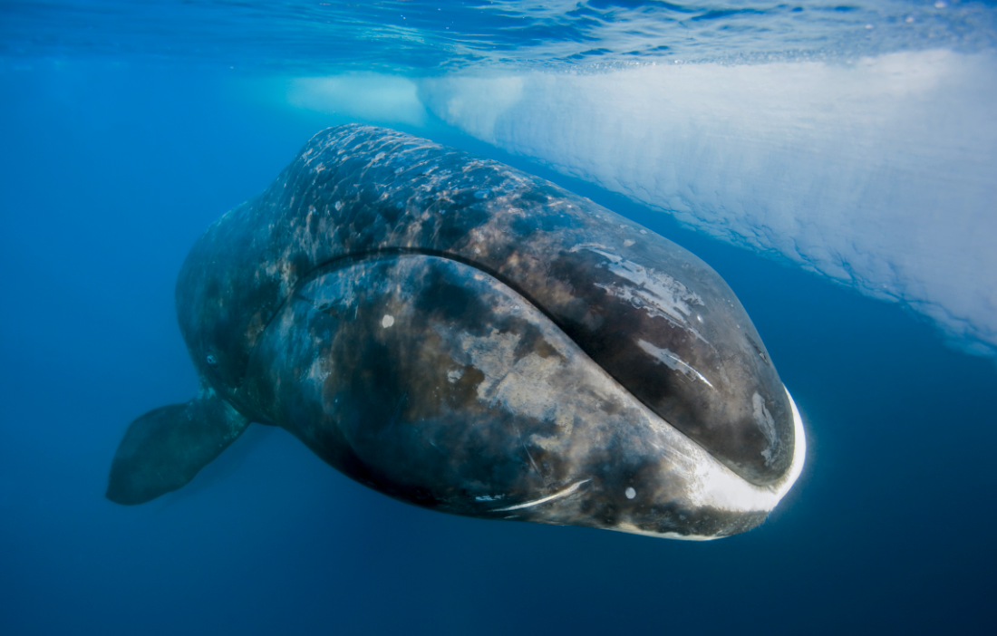 弓头鲸有哪些形态特征，主要分布在哪些海域？