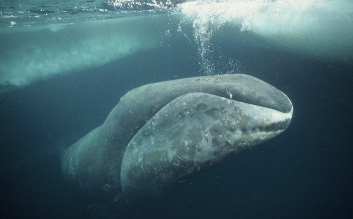 弓头鲸有哪些形态特征，主要分布在哪些海域？