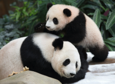 <strong>大熊猫是中国文化的象征吗？</strong>