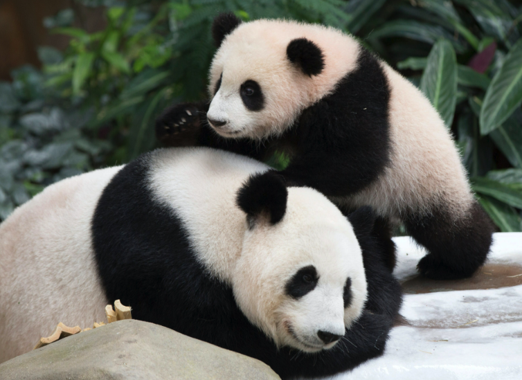 大熊猫是中国文化的象征吗？