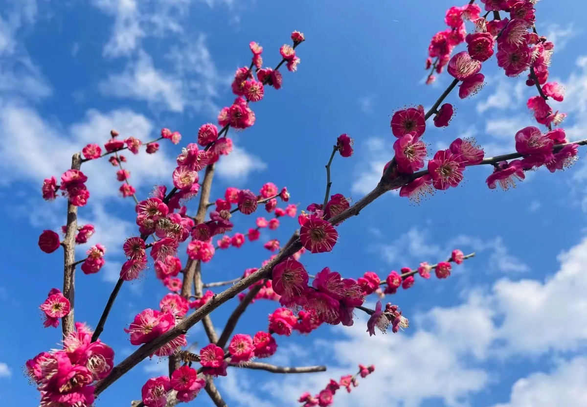 梅花接穗如何进行选择和处理，有哪些注意事项?