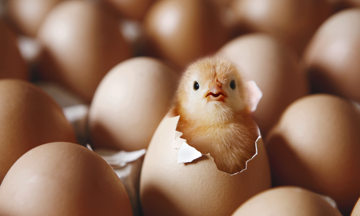 鸡蛋如何人工孵化，对温度和环境有哪些要求?