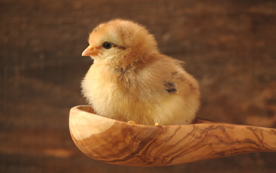 小鸡下喙变短的原因有哪些，如何进行防治？