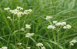 <strong>白花败酱是一种什么植物，有哪些形态特点？</strong>