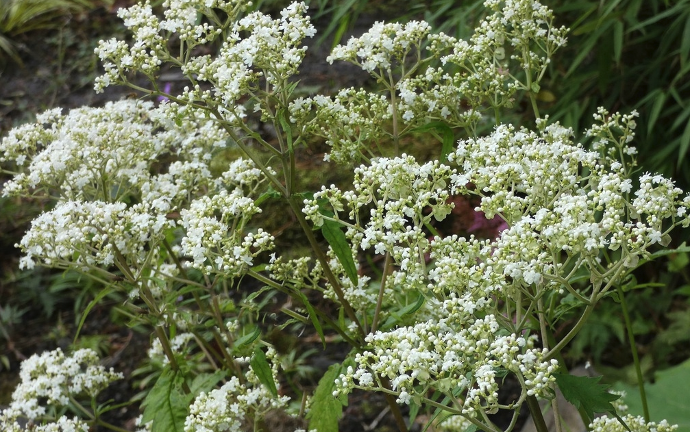 白花败酱是一种什么植物，有哪些形态特点？