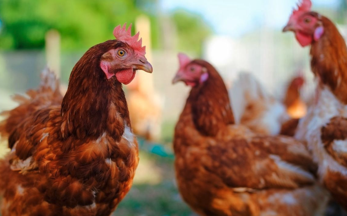 鸡饲料中的矿物质营养如何进行补充？