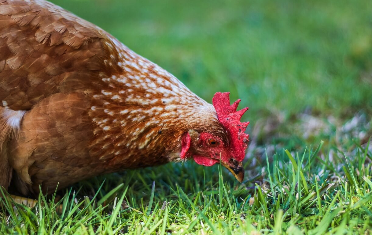 烟酸可以加入到鸡饲料中吗，有哪些好处？
