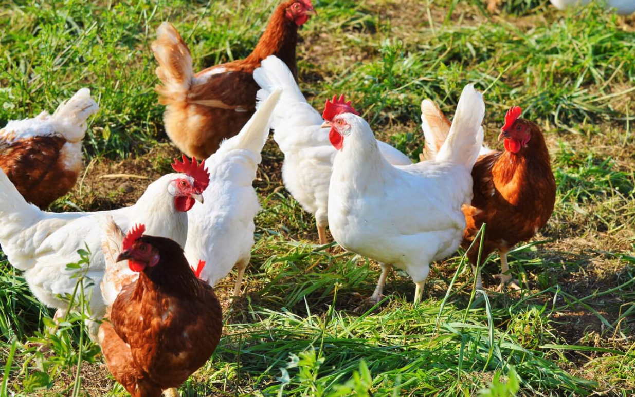 烟酸可以加入到鸡饲料中吗，有哪些好处？