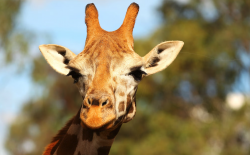 长颈鹿有哪些形态特征，寿命一般多久？